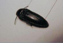 磕头虫 快懂百科