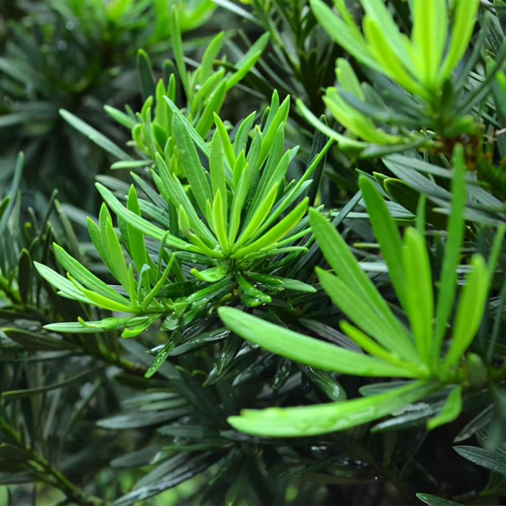 兰屿罗汉松 快懂百科