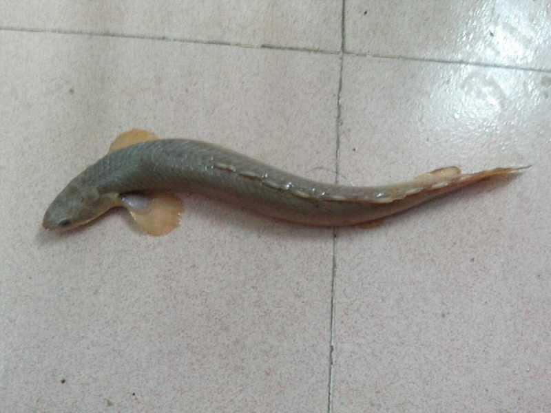 多鳍鱼 多鳍鱼 头条百科