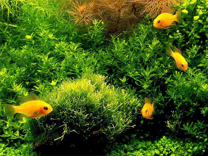 水草养殖 快懂百科