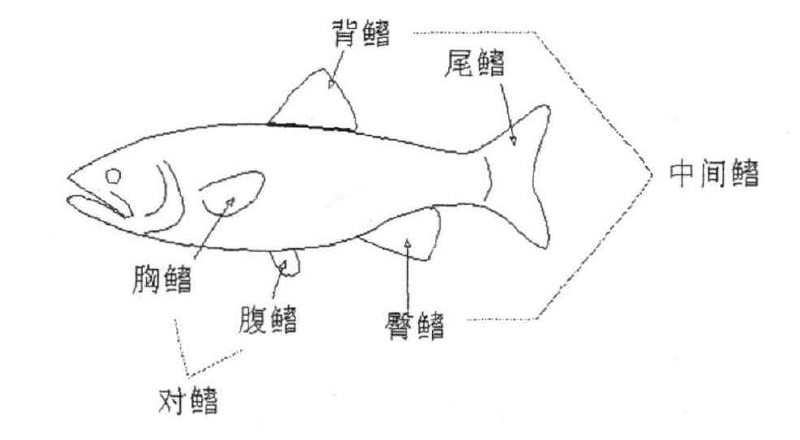 鱼鳍 快懂百科