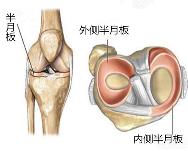 半月板 快懂百科