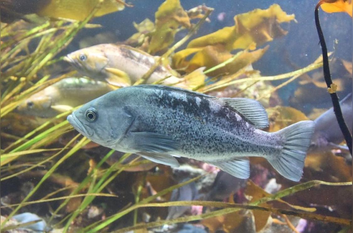 沙光鱼 一年生暖温性近海底层鱼类 头条百科