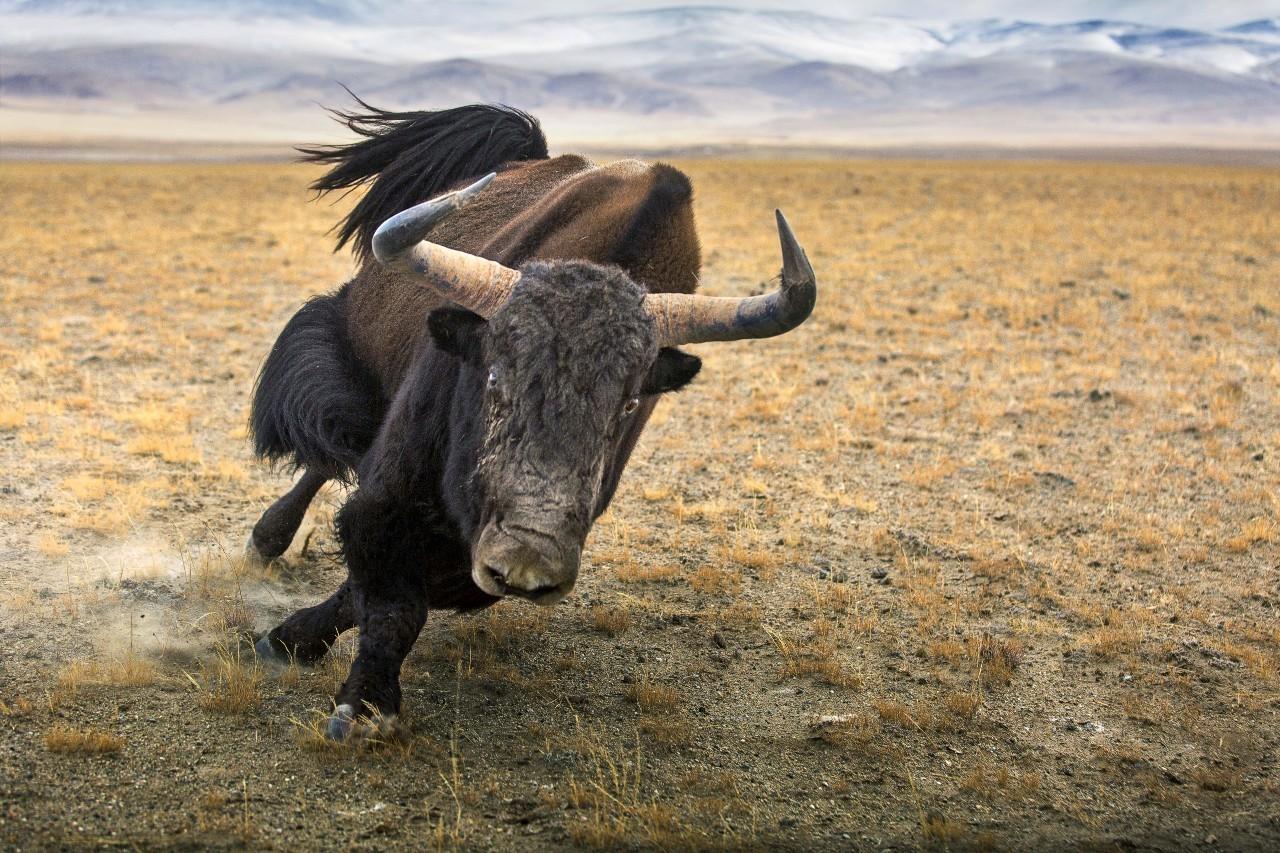 牦牛 - 野生动物 - 西藏在线