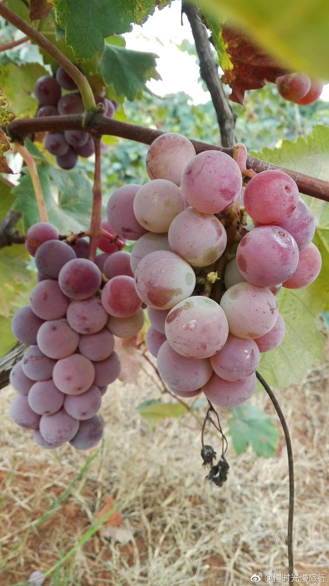 木纳格葡萄 快懂百科