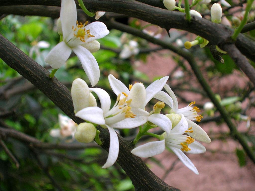 柚子花 快懂百科