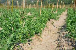 食荚豌豆栽培 快懂百科