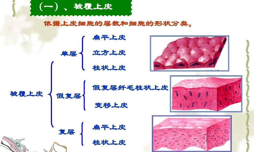 人体四大组织 快懂百科