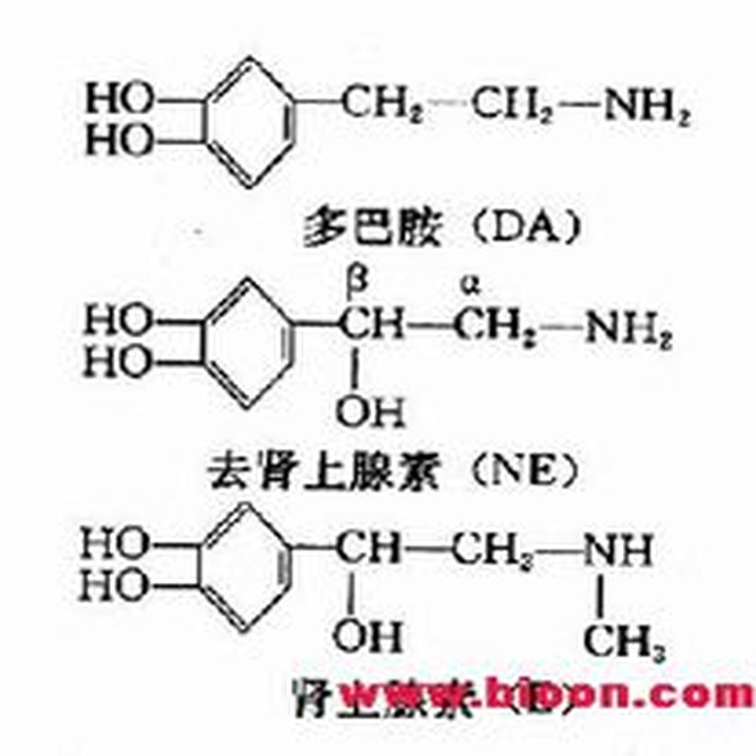 分子式肾上腺:54号切片,狗肾上腺,h.e染色被膜:由结缔组织构成.