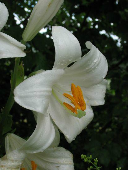 圣母百合 快懂百科