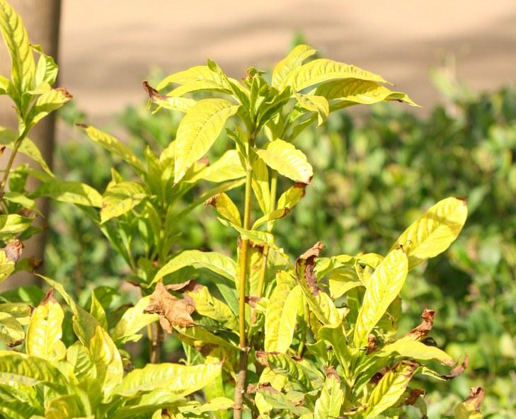 瑞丽茜树 快懂百科