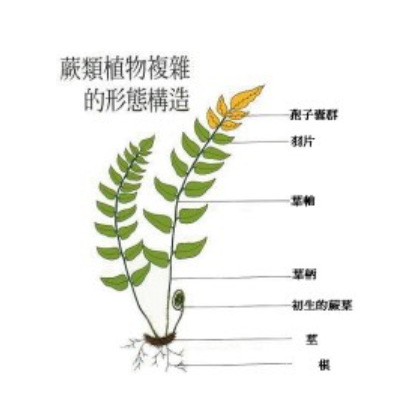 植物形态术语 快懂百科