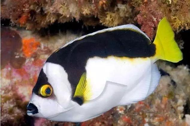 海水鱼 快懂百科