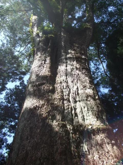 桧树- 快懂百科