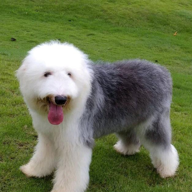 纯种古代牧羊犬 食肉目犬科动物 头条百科