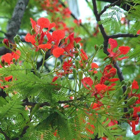 异花授粉植物 快懂百科