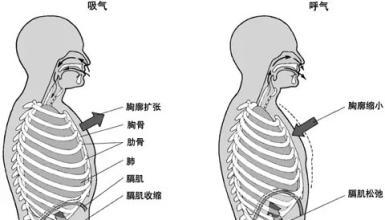 外呼吸 快懂百科