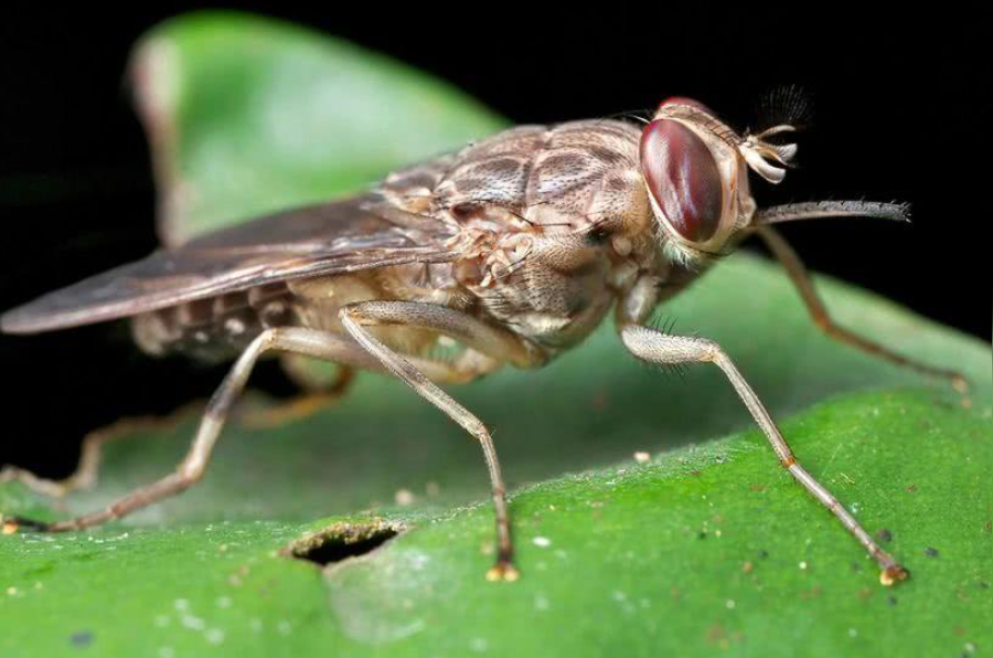 舌蝇 非洲吸血昆虫 头条百科