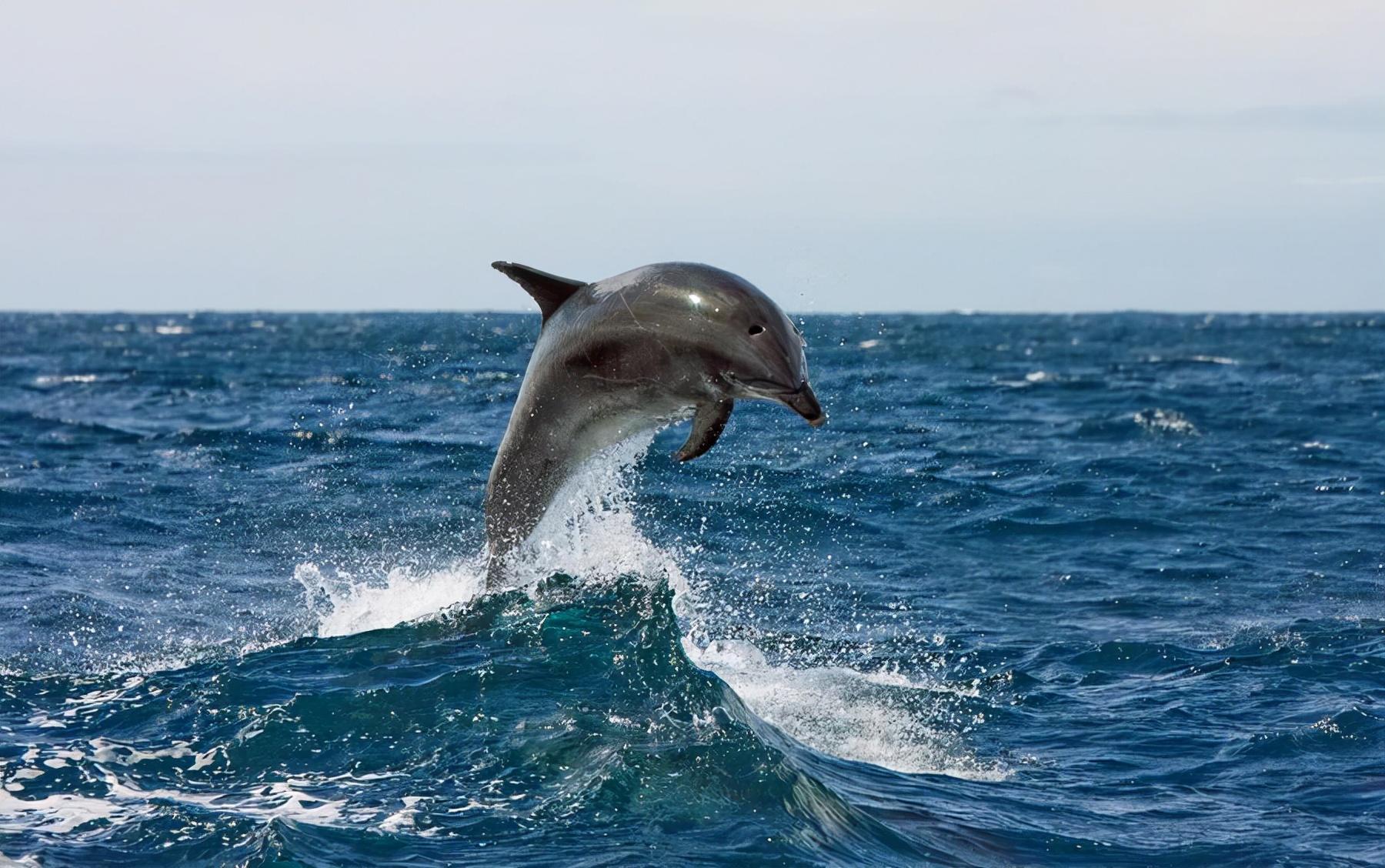 海豚写真_动物_太平洋科技