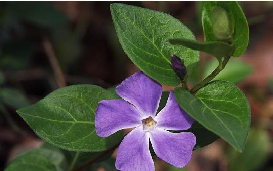 蔓长春花属 蔓长春花属 头条百科