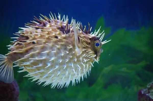 刺河豚 快懂百科