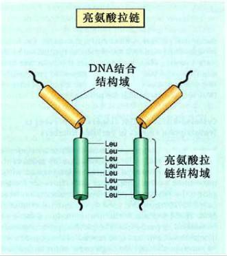 亮氨酸拉链结构图片