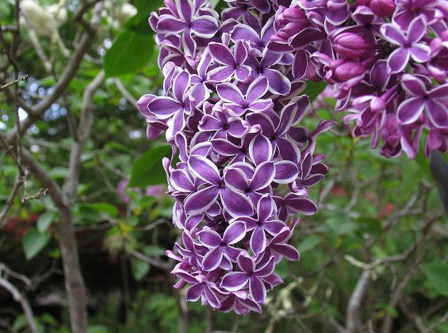 丁子香 快懂百科