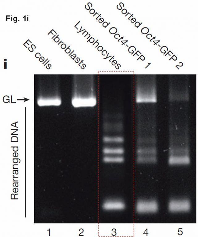 小保方晴子 快懂百科