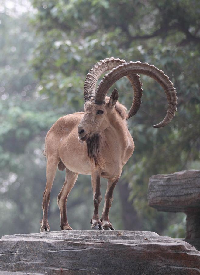 北山羊 快懂百科