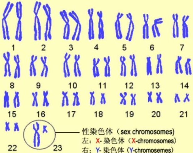 染色体 快懂百科