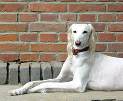 沙克犬 食肉目犬科动物 头条百科