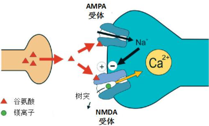 nmda 头条百科