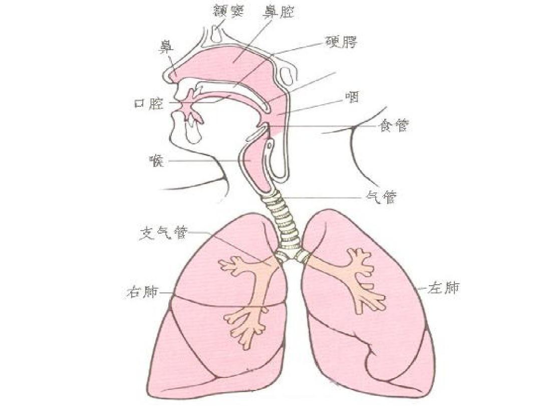 呼吸器官 快懂百科