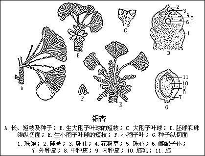 银杏纲 快懂百科