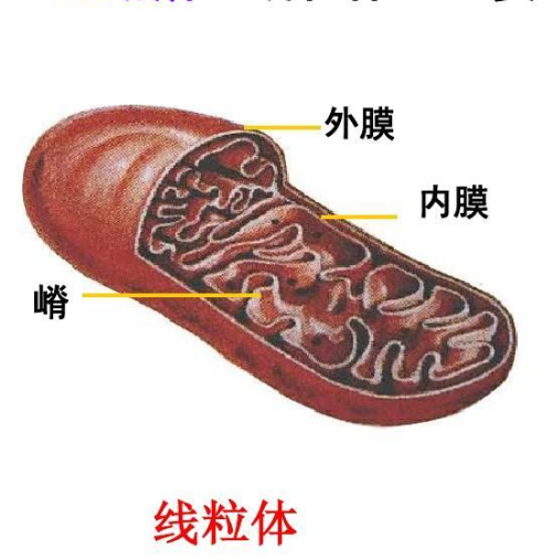 线粒体内膜 - 快懂百科