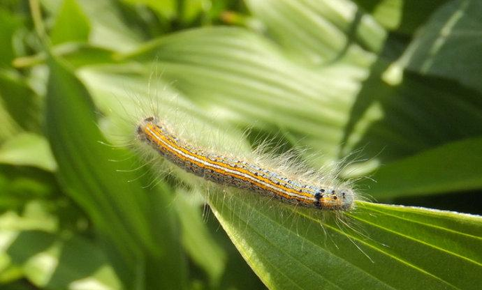 天幕毛虫 快懂百科