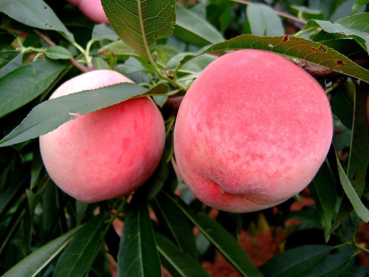 盛夏人氣水果 人氣日本水蜜桃品種一覽