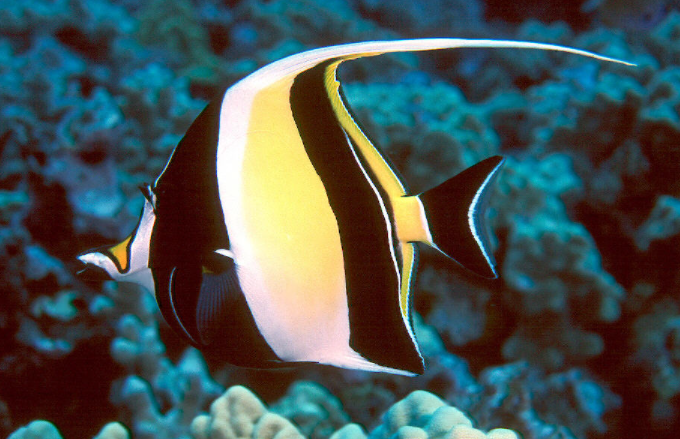 海水鱼 快懂百科