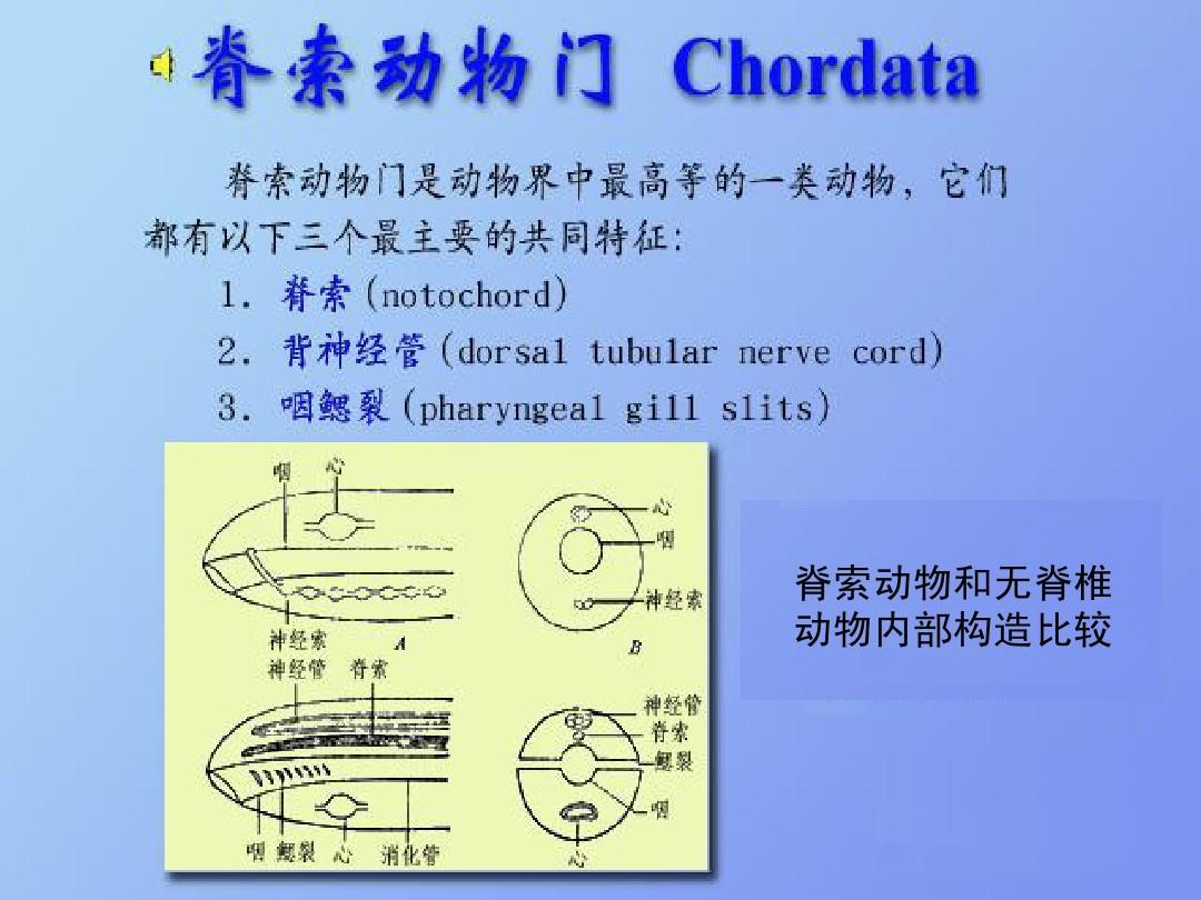 脊索动物门 快懂百科