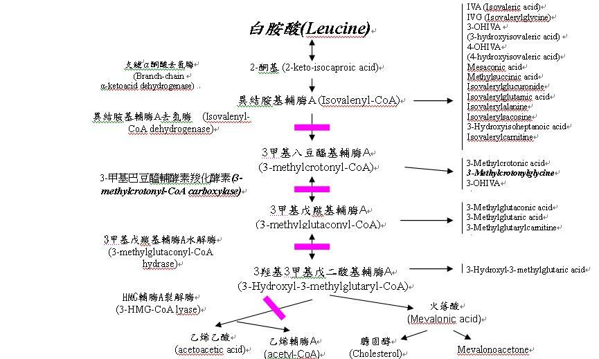 三甲基巴豆酰辅酶a梭化酵素缺乏症 快懂百科